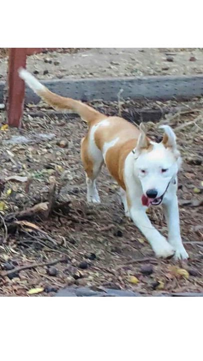 Enlarge George, a Adoptable mixed breed in San Jose, CA video 6/6