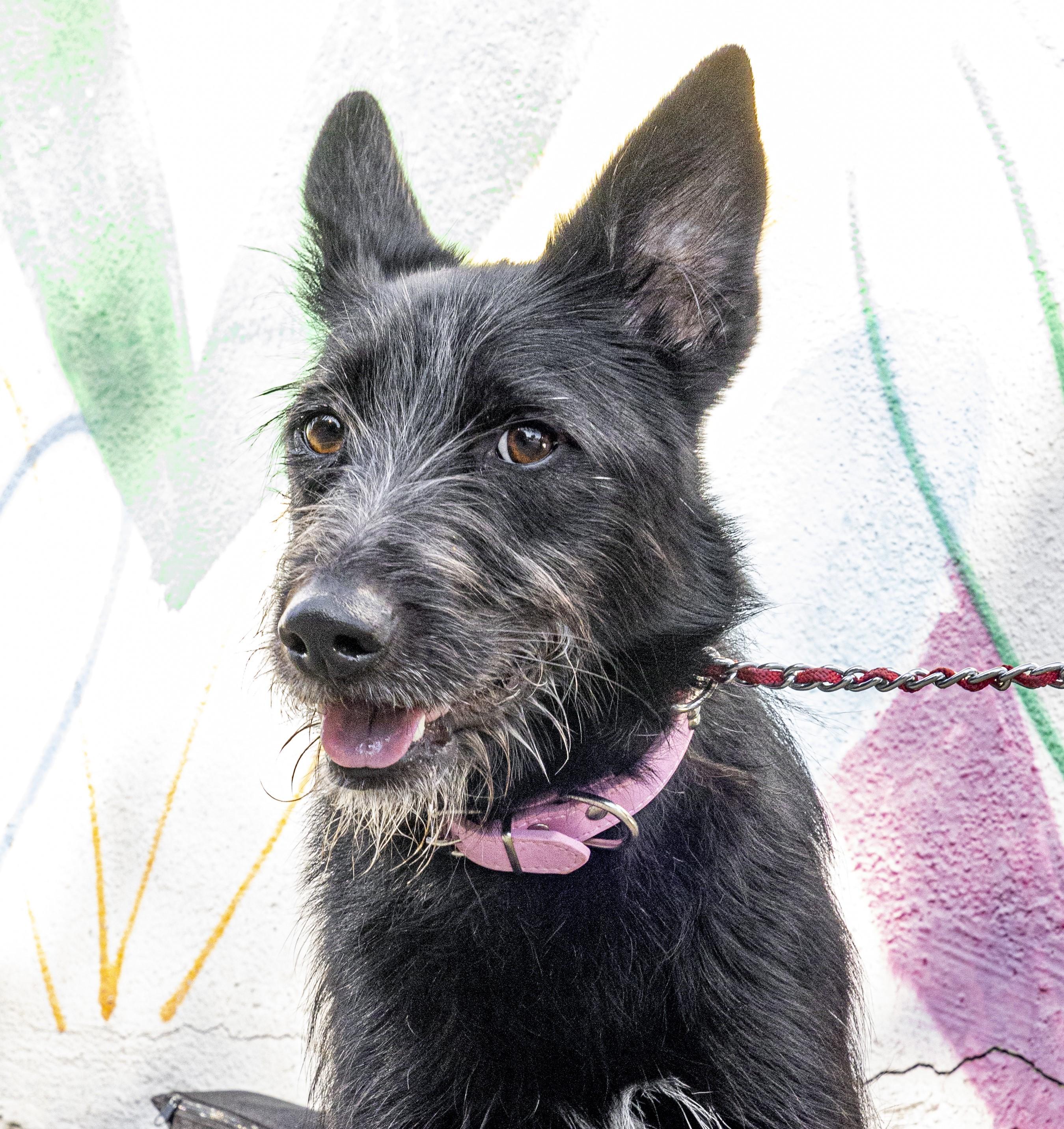 Traci, an adoptable Terrier, Schnauzer in Beverly Hills, CA, 90210 | Photo Image 2
