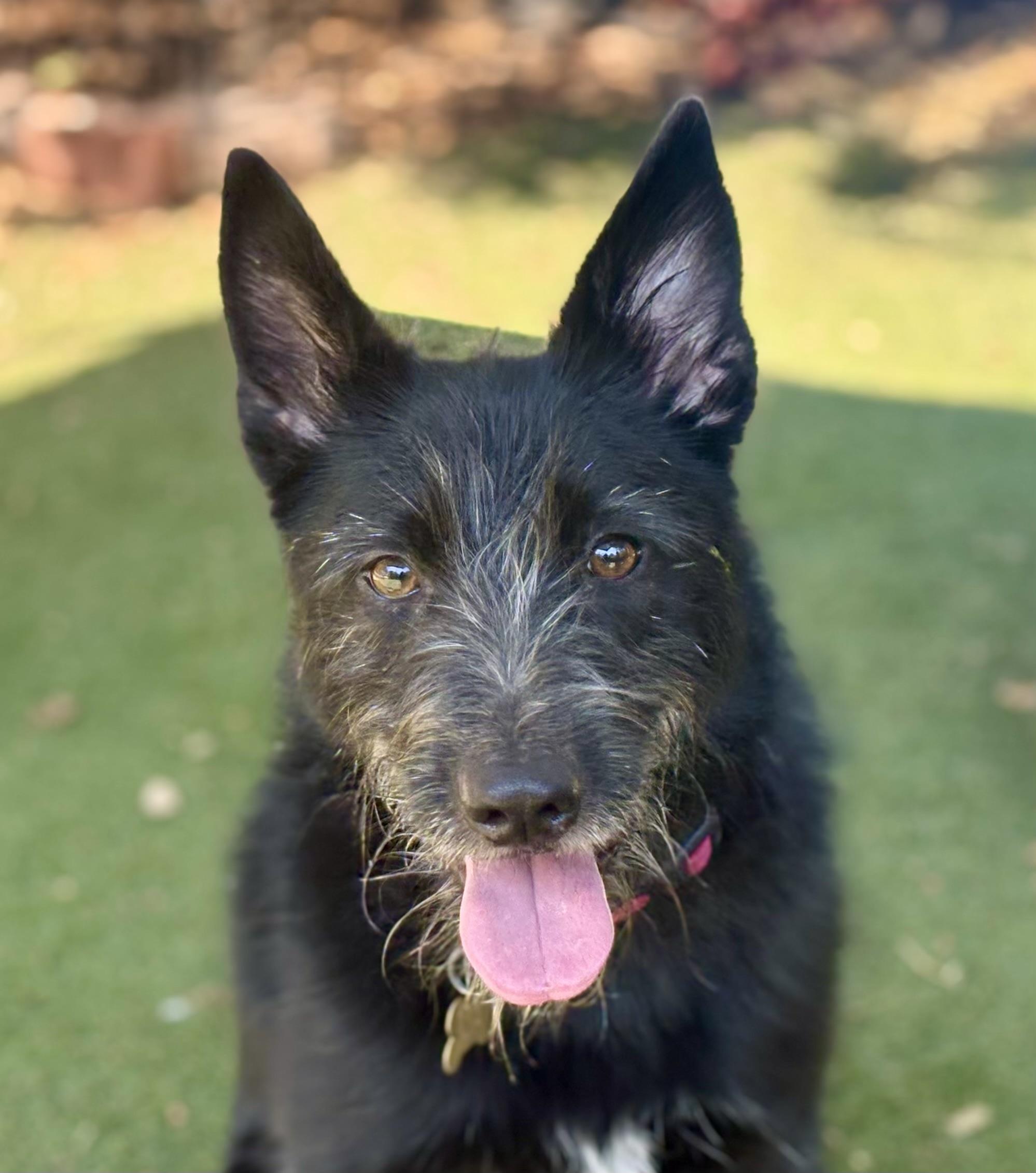 Enlarge Traci, a Adoptable mixed breed in Beverly Hills, CA image 1/4