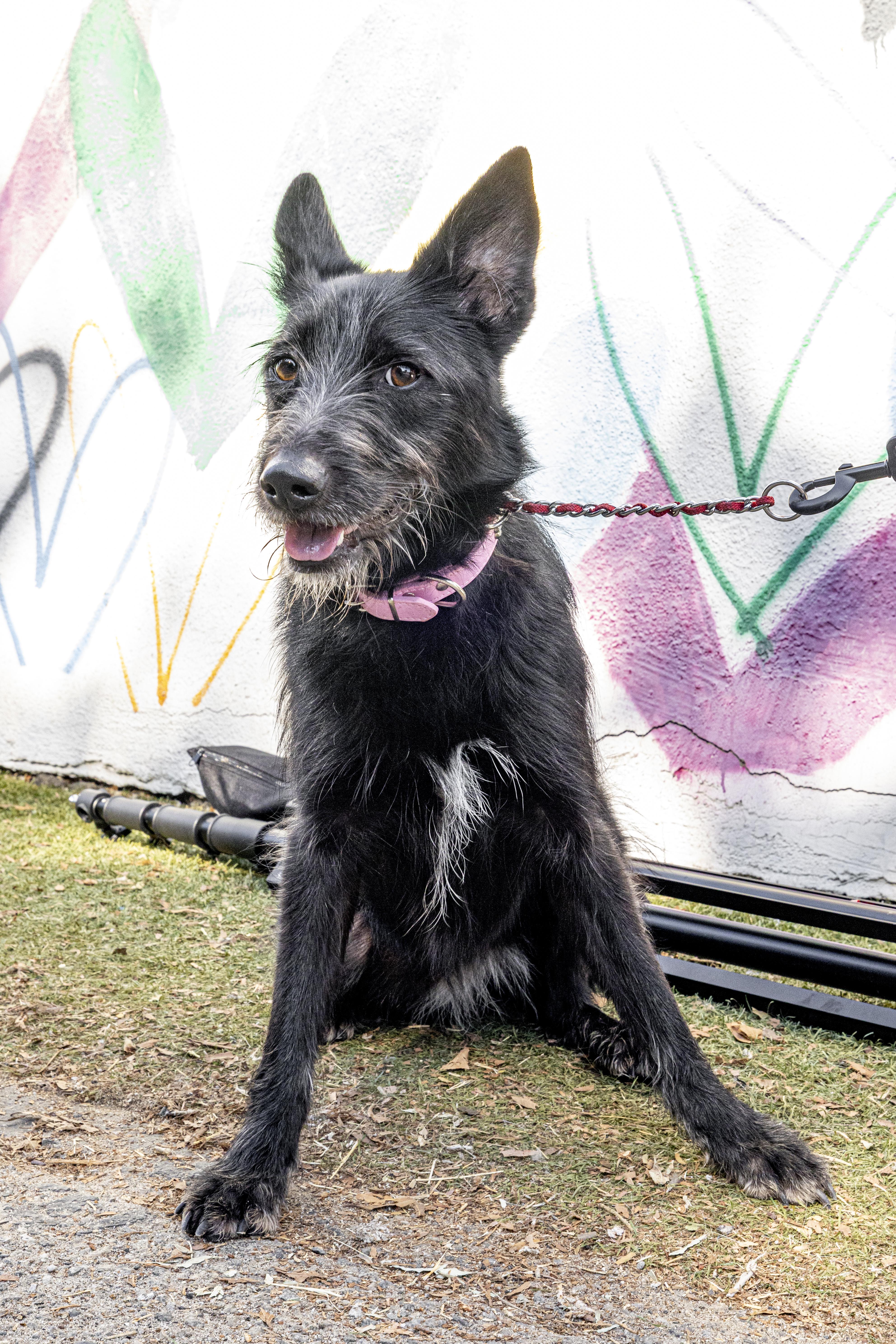 Enlarge Traci, a Adoptable mixed breed in Beverly Hills, CA image 4/4