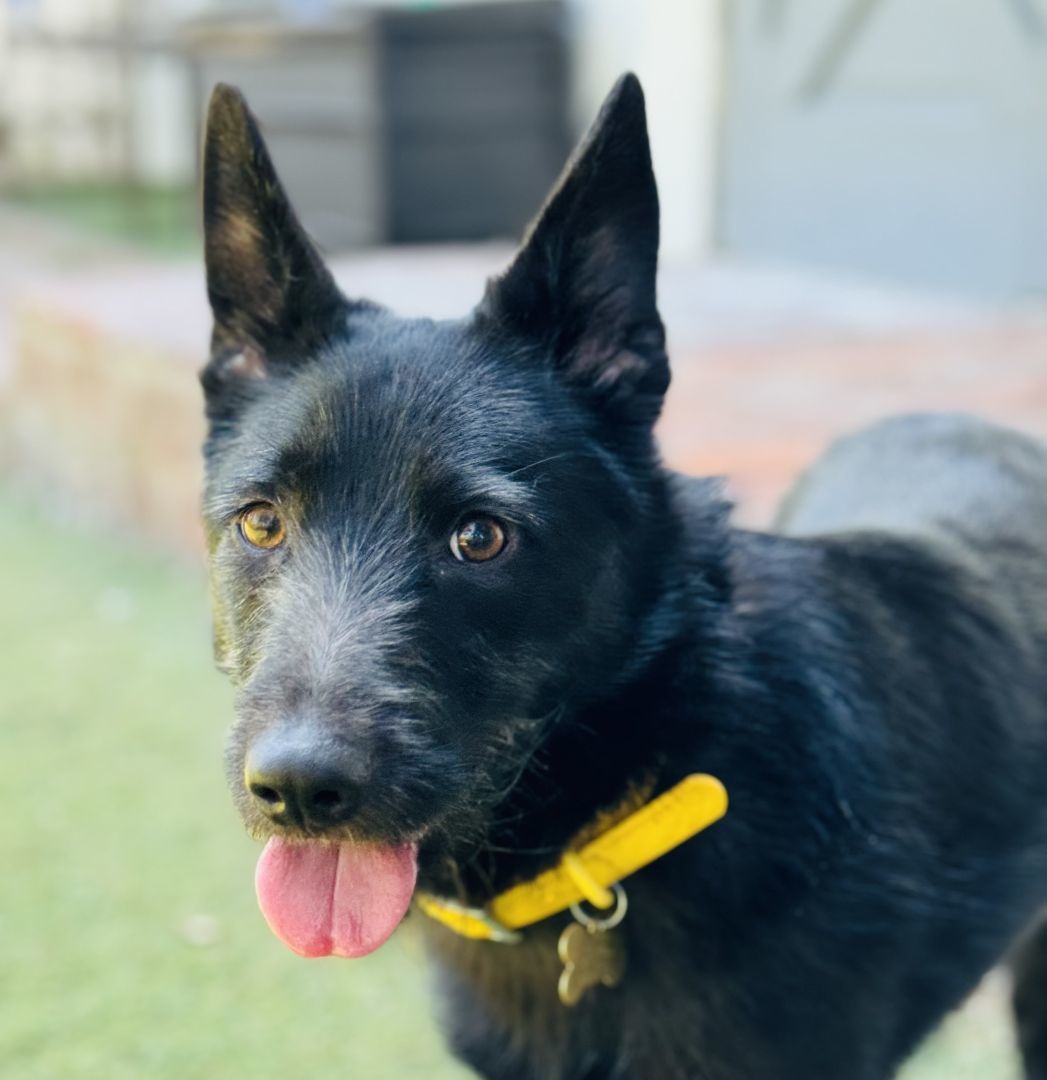Enlarge Traci, a Adoptable mixed breed in Beverly Hills, CA image 3/4