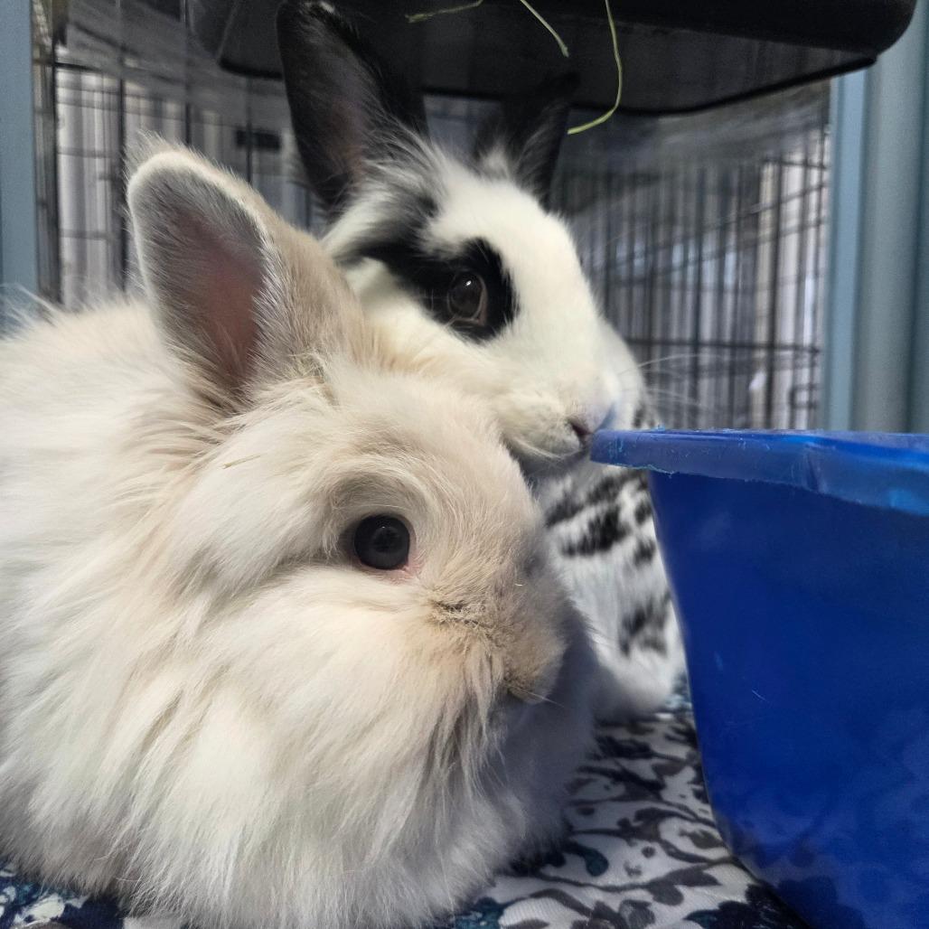 Akiva, Adoptable, Adult Female Lionhead.
