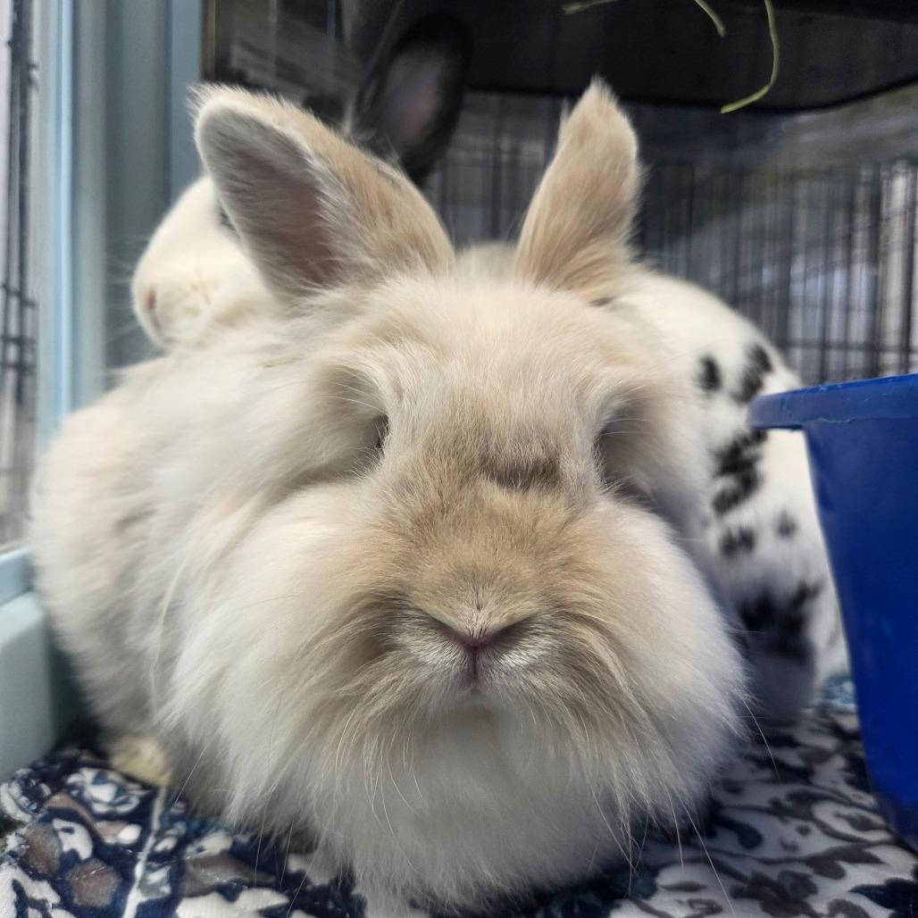 Akiva, a Adoptable Lionhead in Hilliard , FL image 2/5