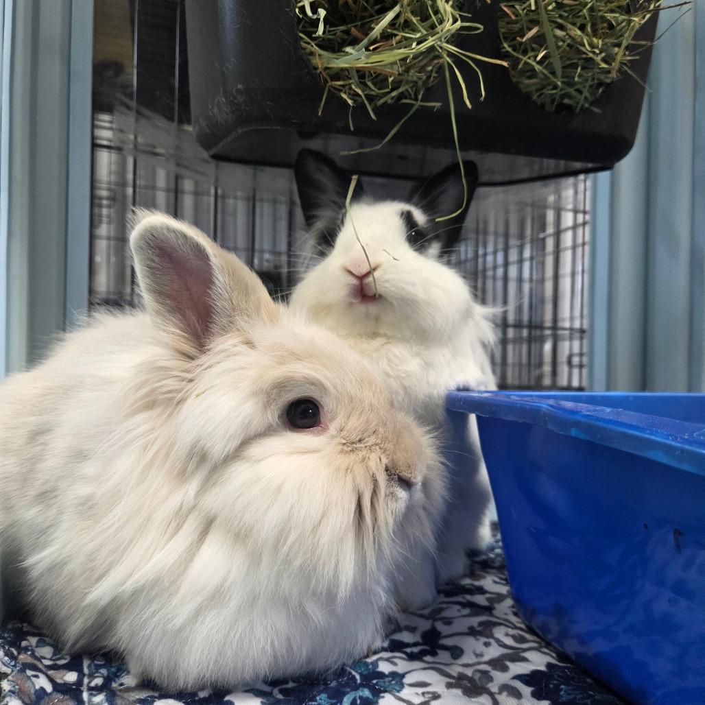 Akiva, a Adoptable Lionhead in Hilliard , FL image 3/5