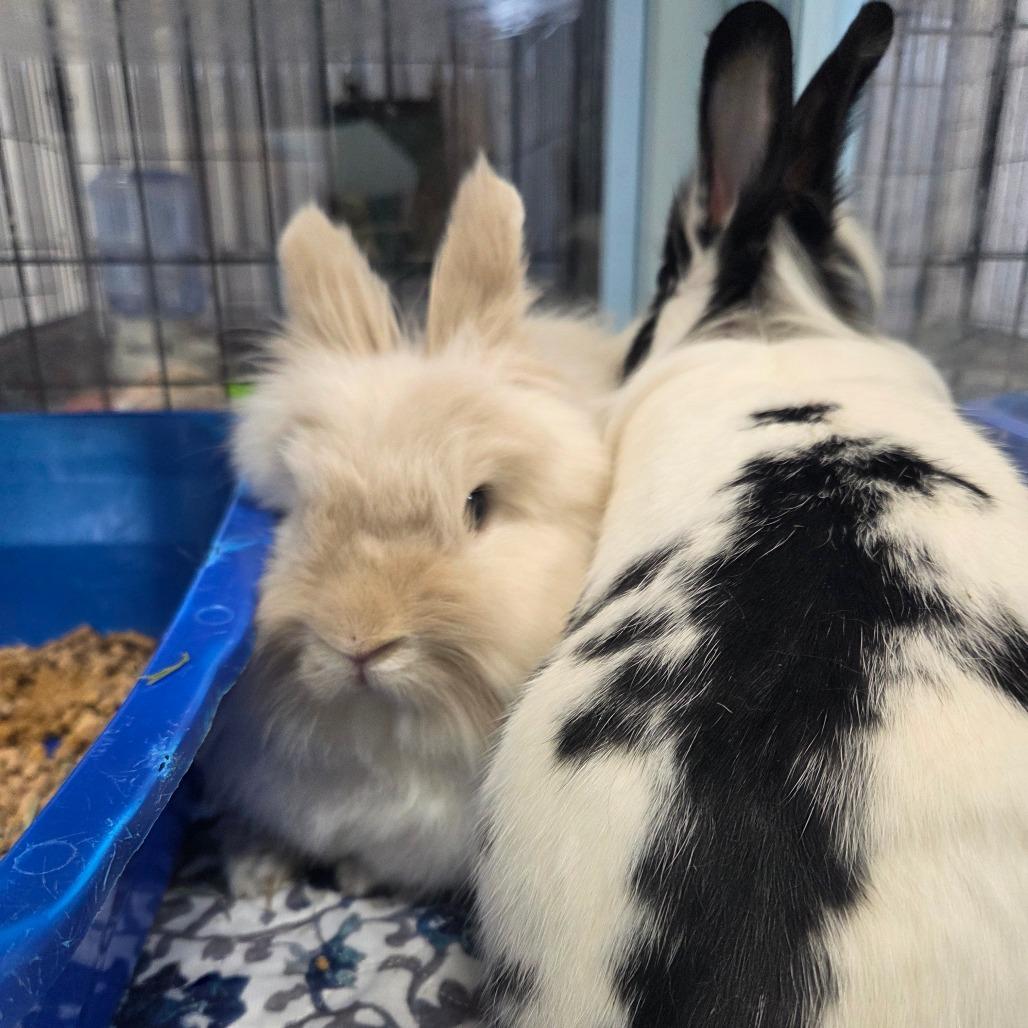 Akiva, a Adoptable Lionhead in Hilliard , FL image 4/5