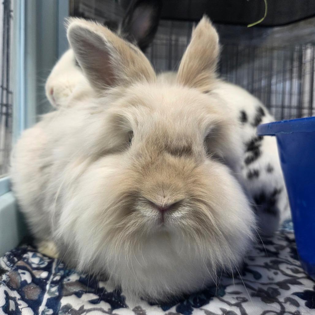 Akiva, a Adoptable Lionhead in Hilliard , FL image 5/5