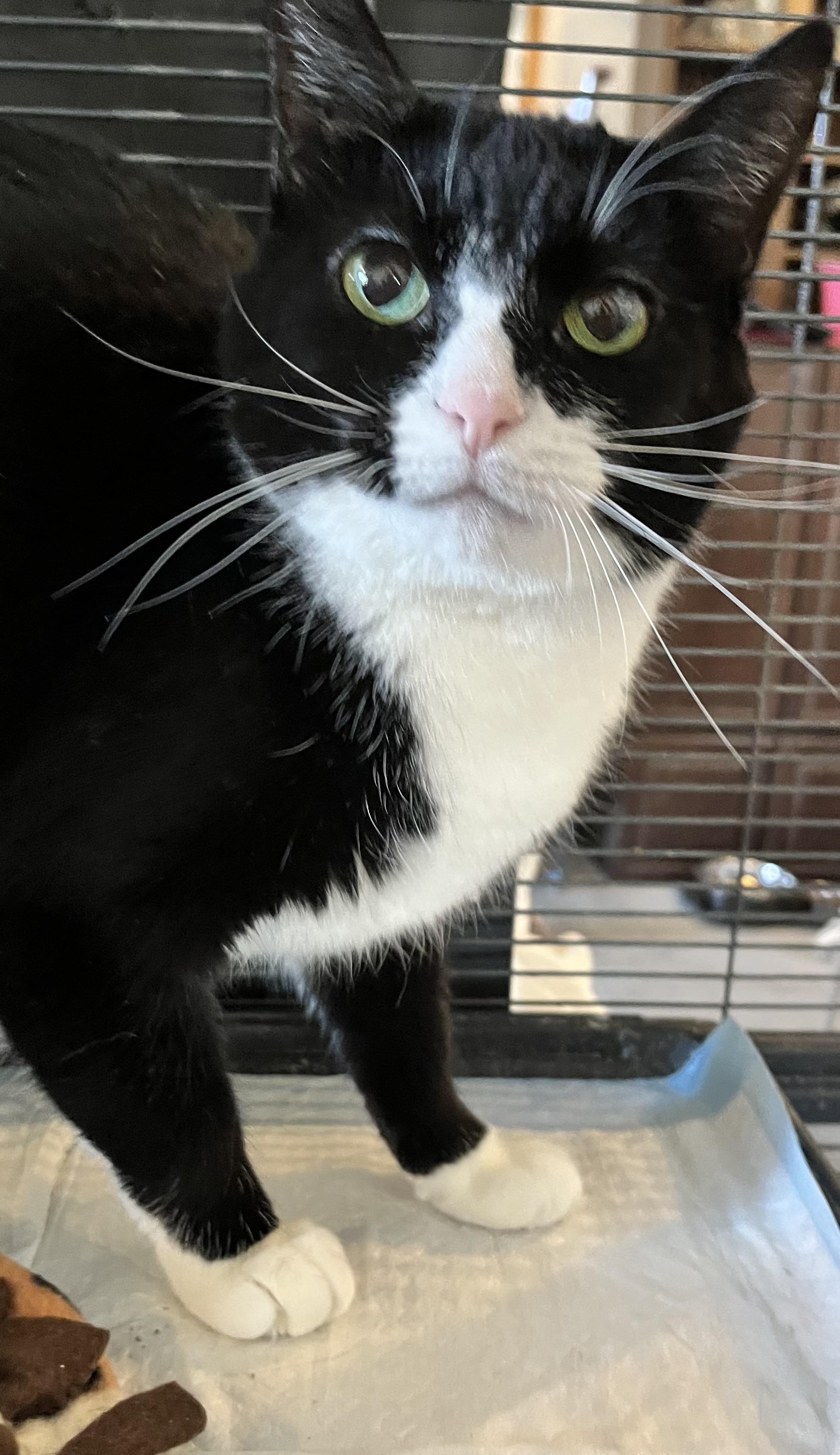 Checkers, Adoptable, Adult Female Domestic Short Hair.