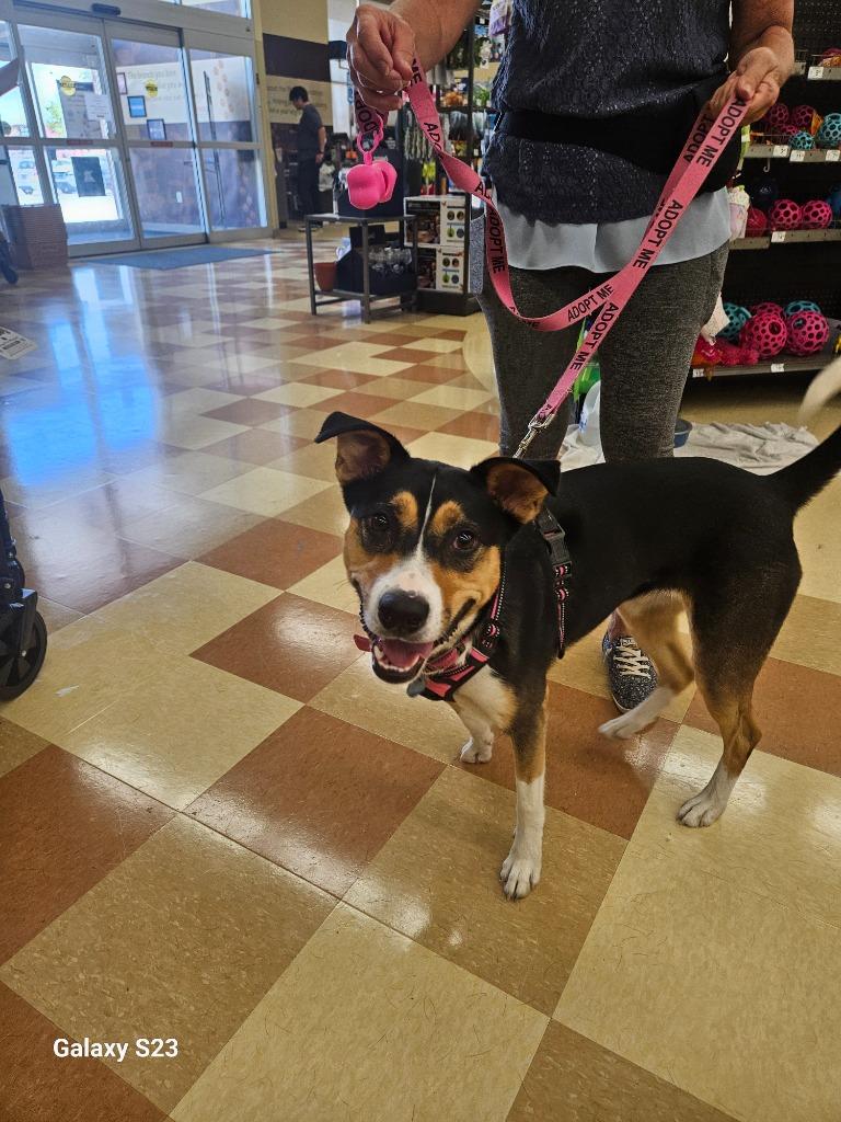 Lady Bug, Adoptable, Young Female Collie.