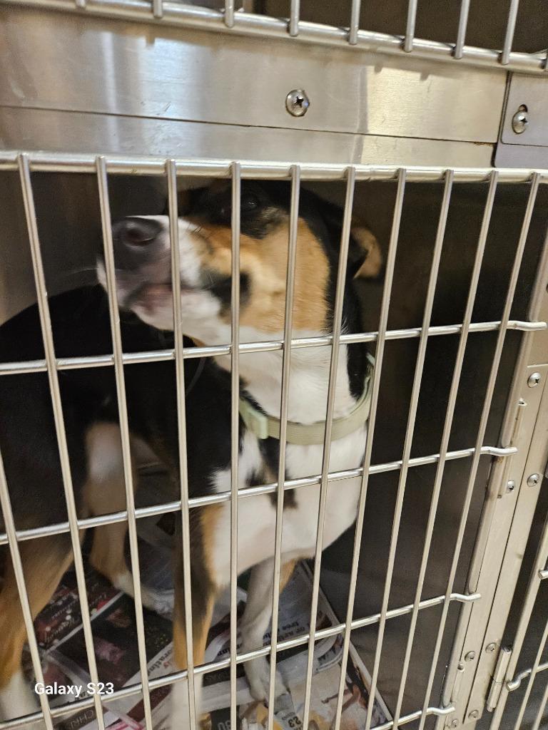 Lady Bug, Adoptable, Young Female Collie.