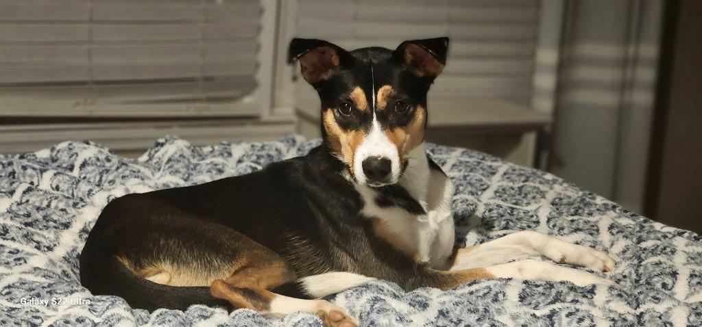 Enlarge Lady Bug, a Adoptable mixed breed in Madison, AL image 2/6