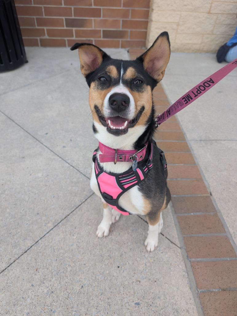 Enlarge Lady Bug, a Adoptable mixed breed in Madison, AL image 2/6