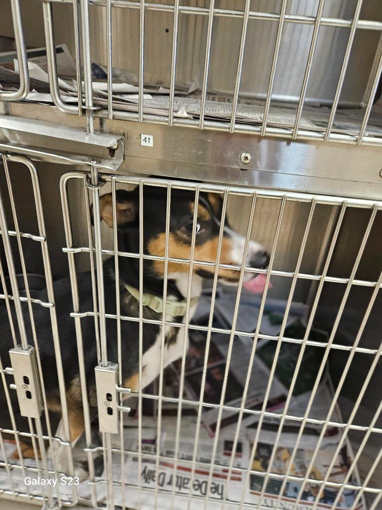 Enlarge Lady Bug, a Adoptable mixed breed in Madison, AL image 3/6