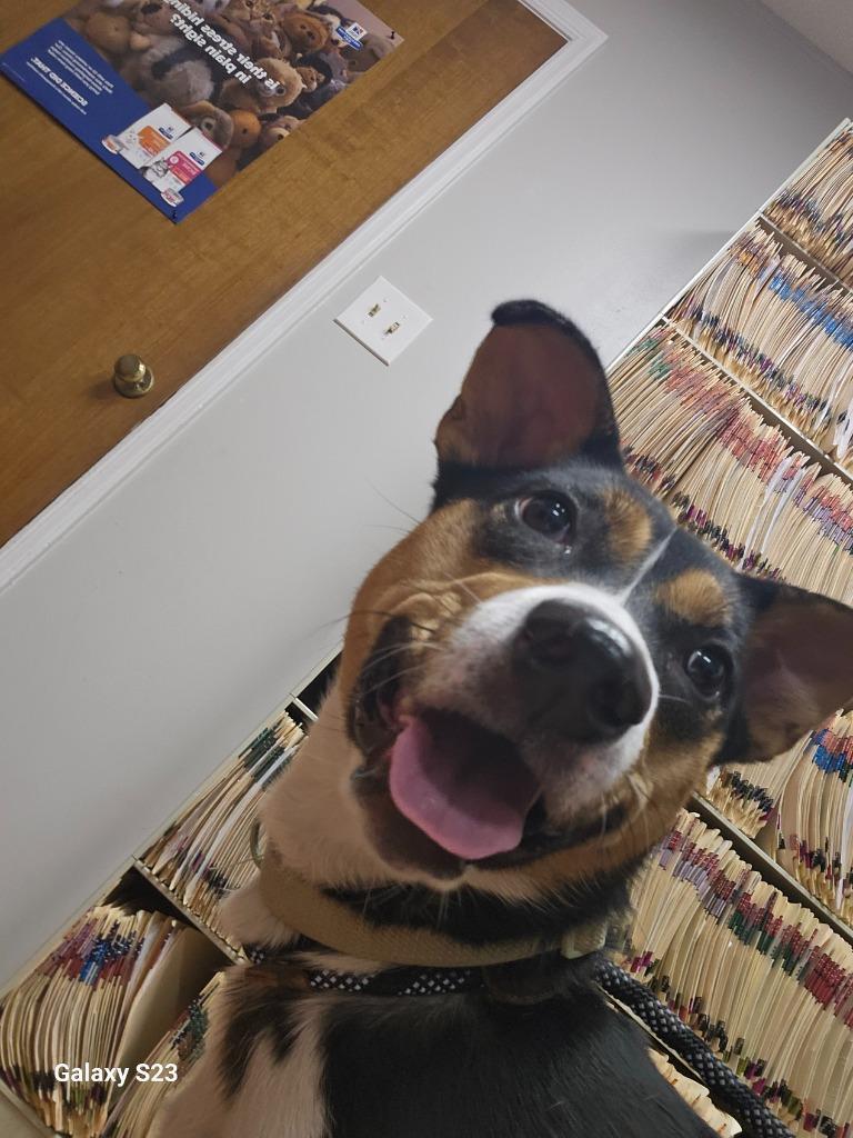 Enlarge Lady Bug, a Adoptable mixed breed in Madison, AL image 4/6