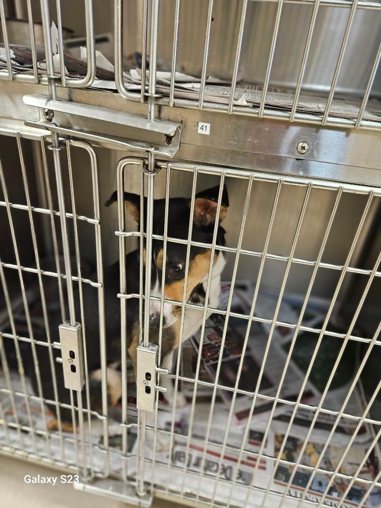 Enlarge Lady Bug, a Adoptable mixed breed in Madison, AL image 5/6