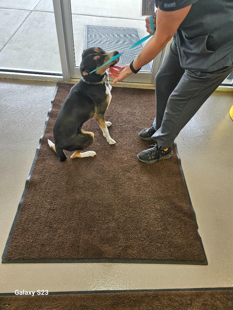 Enlarge Lady Bug, a Adoptable mixed breed in Madison, AL image 6/6