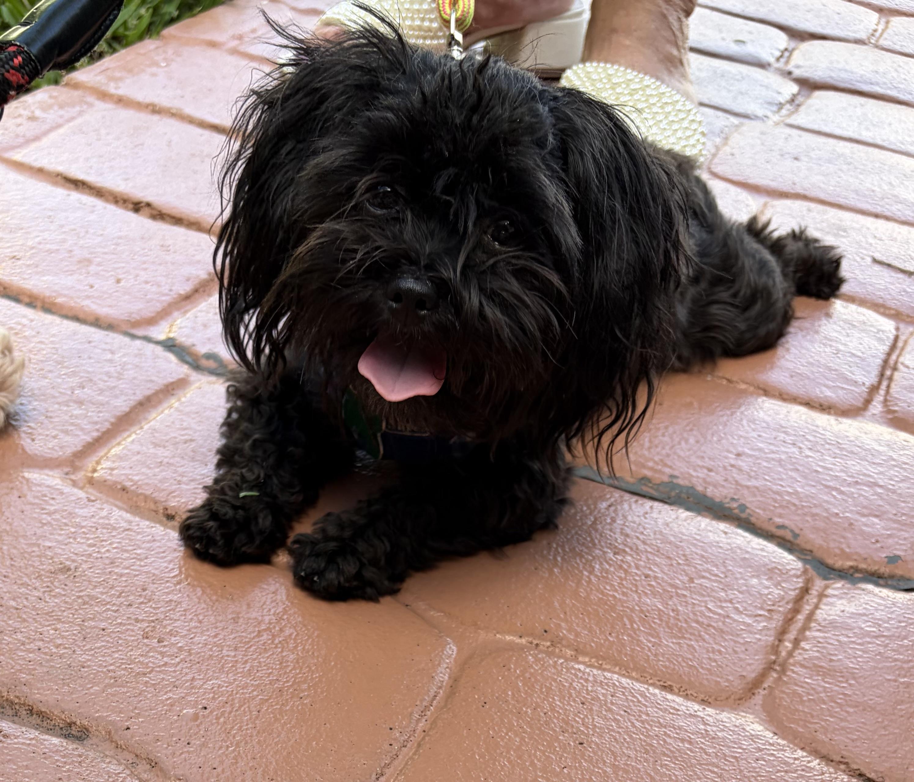 Ony , an adopted Shih Tzu in Boynton Beach, FL image 2/5