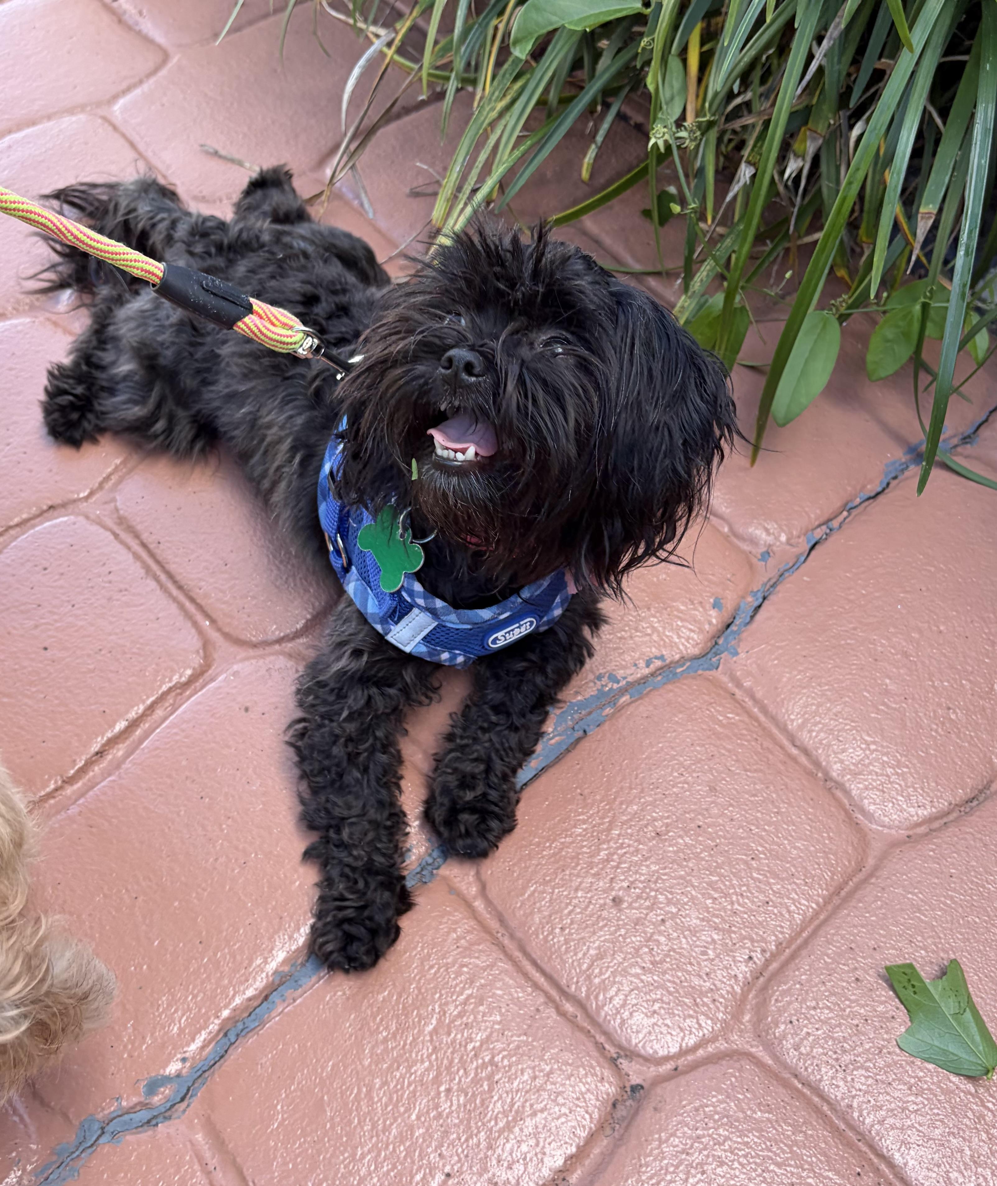 Ony , an adopted Shih Tzu in Boynton Beach, FL image 4/5