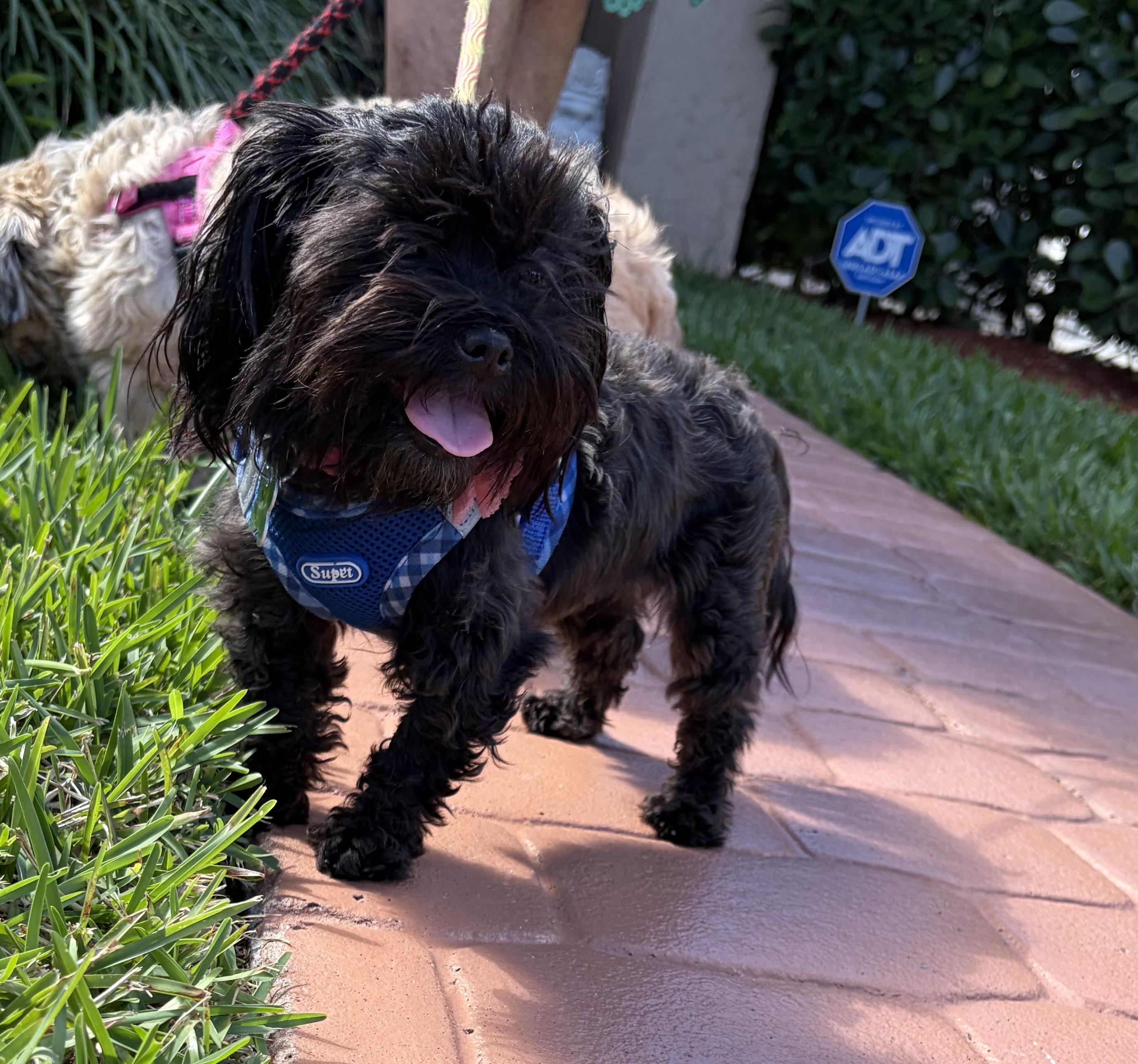 Ony , an adopted Shih Tzu in Boynton Beach, FL image 5/5
