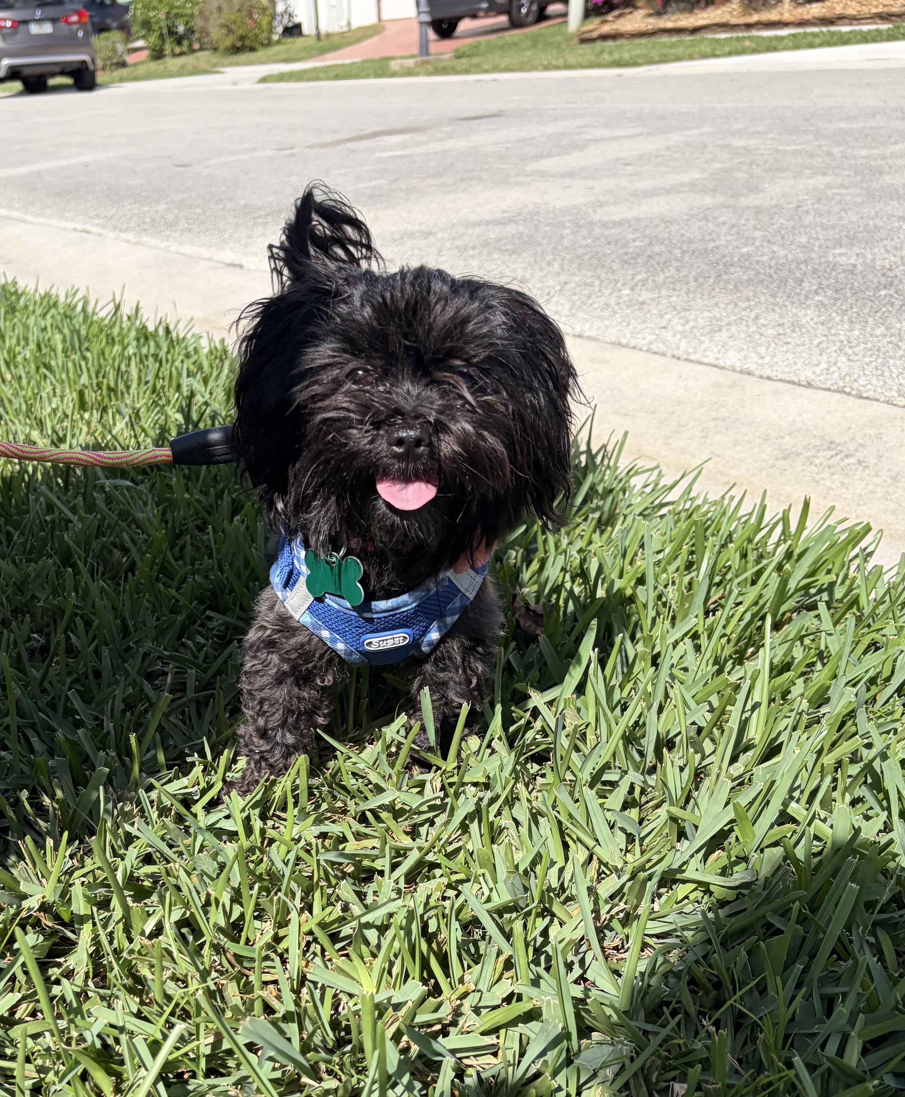Ony , adopted, Young Female Shih Tzu.