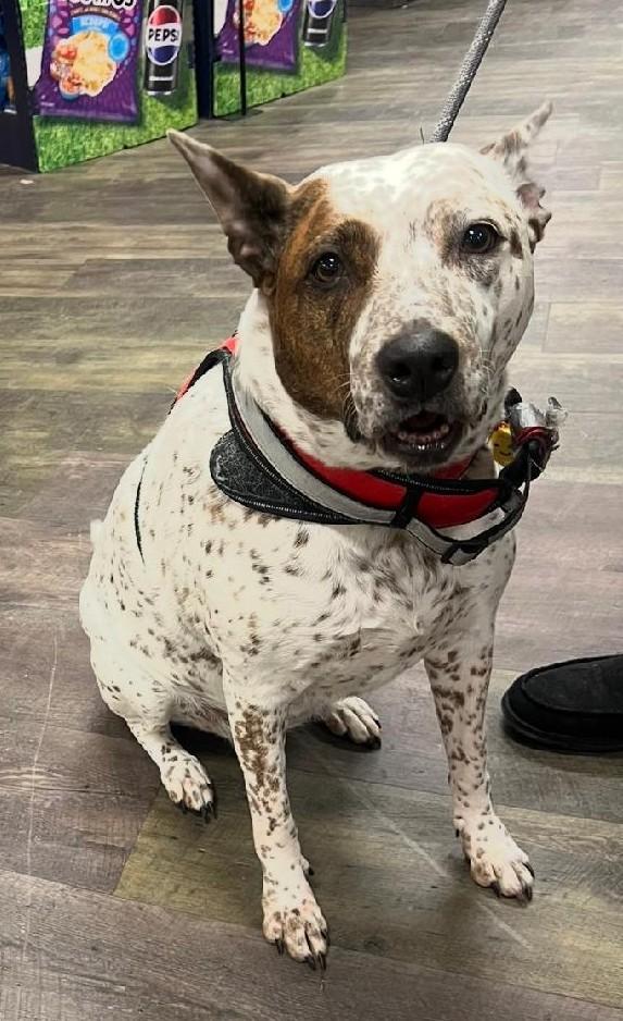 Enlarge Luci, an adopted Australian Cattle Dog / Blue Heeler in Englishtown, NJ image 1/1
