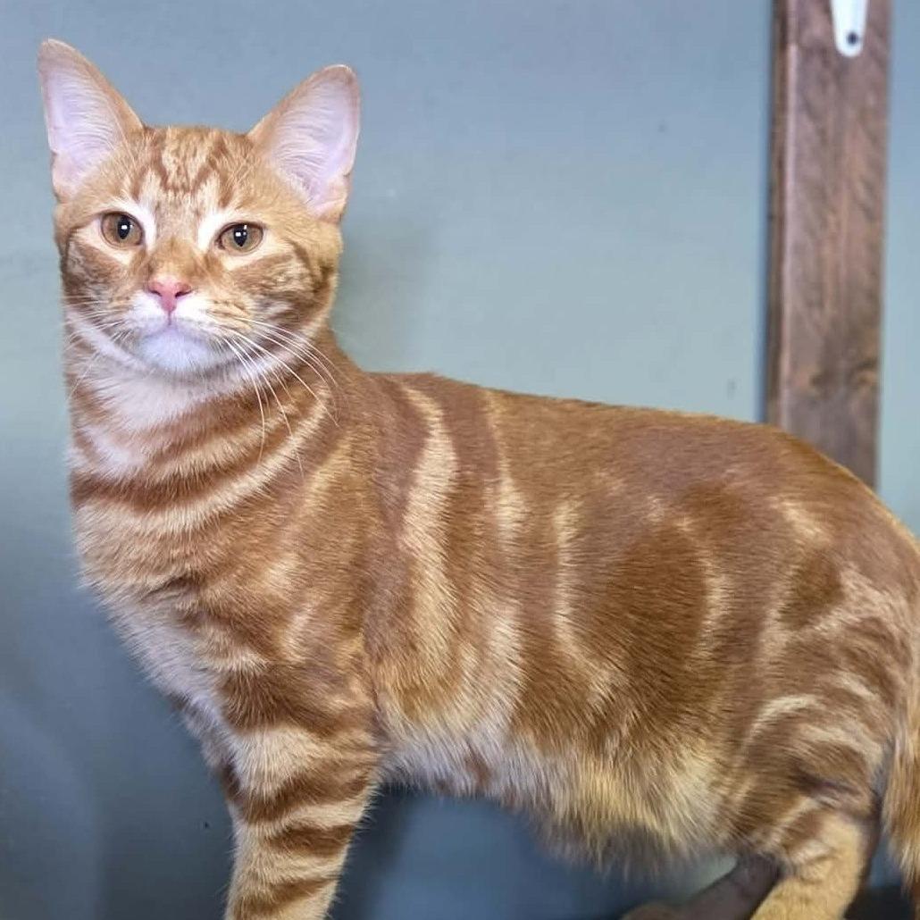 Tigger, an adopted Domestic Short Hair in Lexington, KY image 1/2