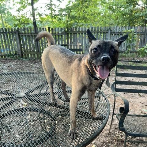 Enlarge Olivia 22344, a Adoptable Mixed Breed in Cumming, GA image 1/6