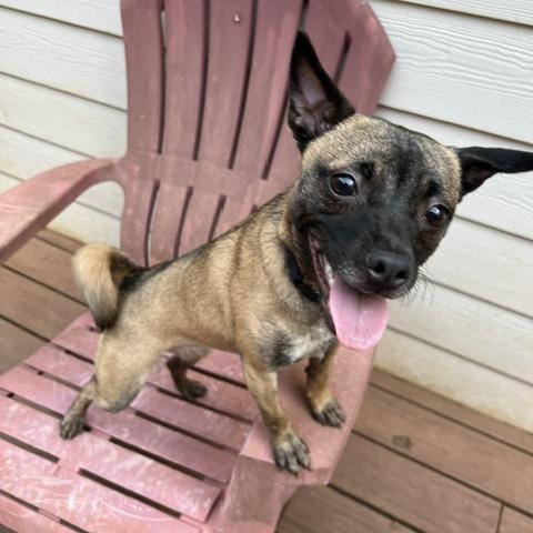 Enlarge Olivia 22344, a Adoptable Mixed Breed in Cumming, GA image 2/6