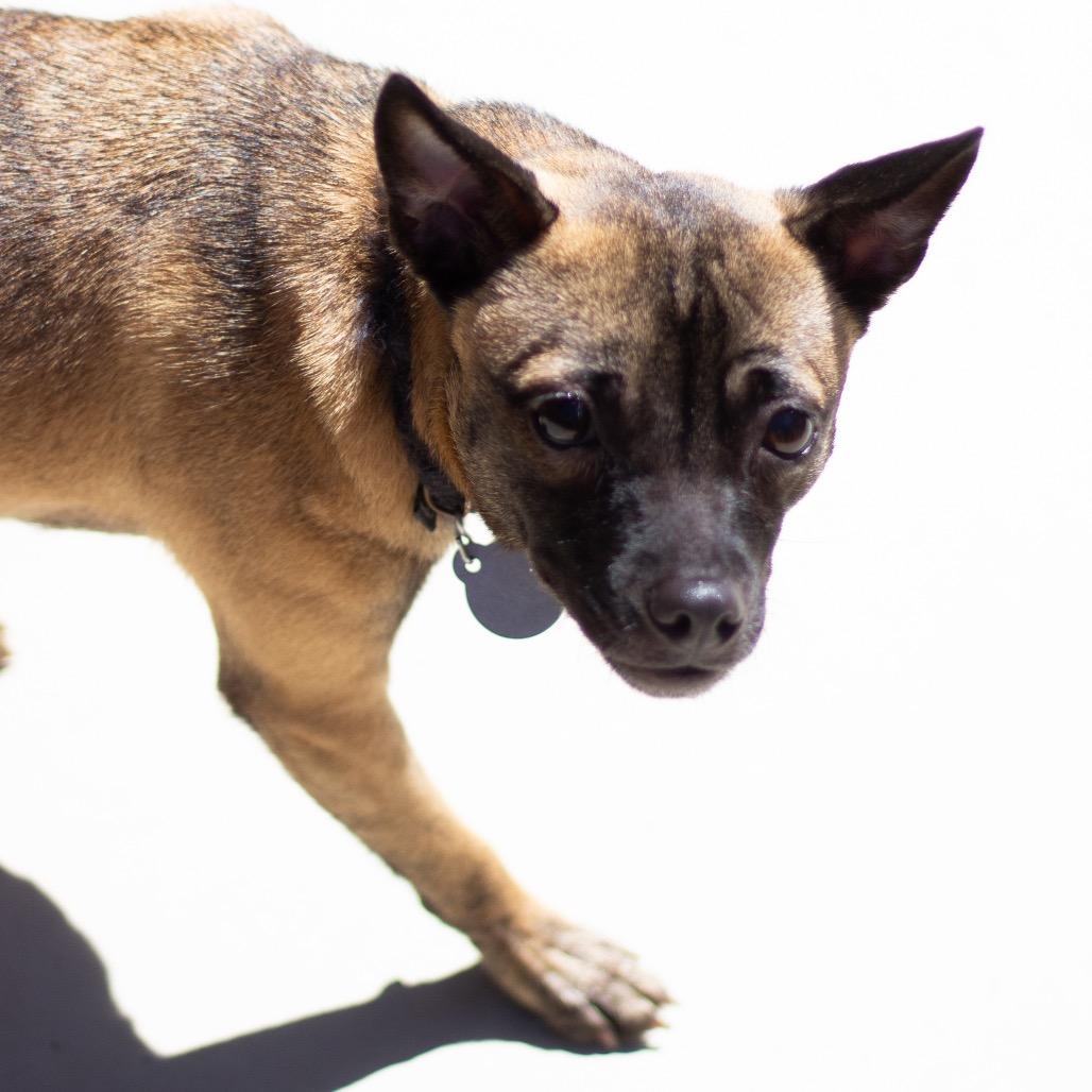 Enlarge Olivia 22344, a Adoptable Mixed Breed in Cumming, GA image 3/6