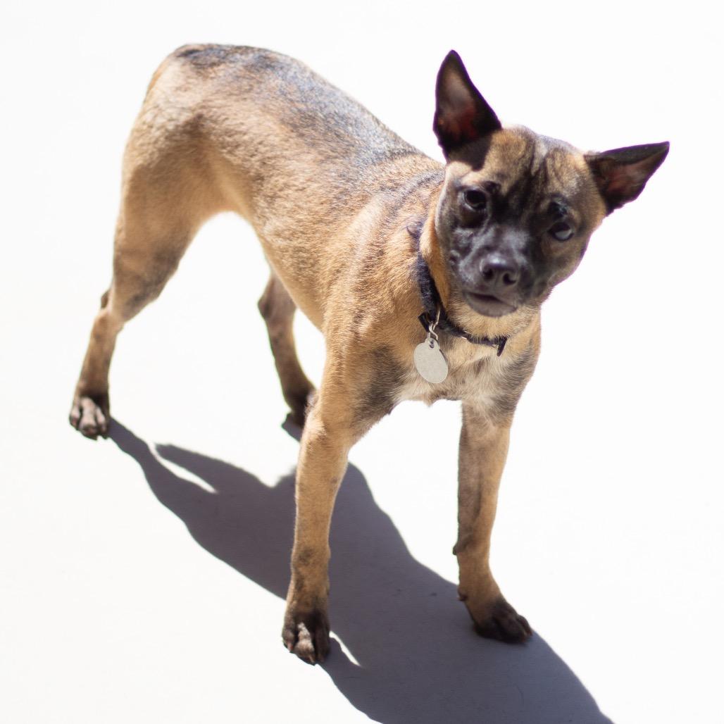 Enlarge Olivia 22344, a Adoptable Mixed Breed in Cumming, GA image 4/6