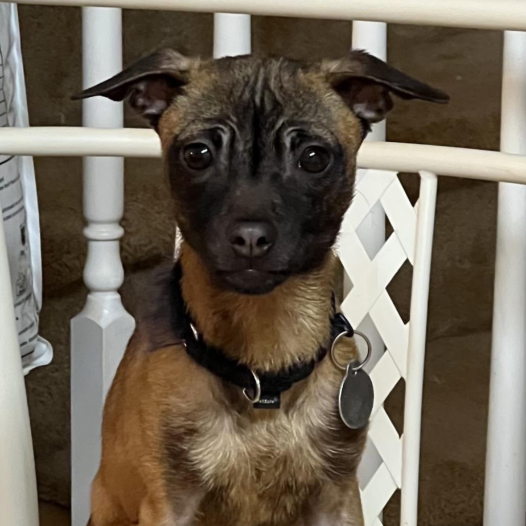 Enlarge Olivia 22344, a Adoptable Mixed Breed in Cumming, GA image 5/6