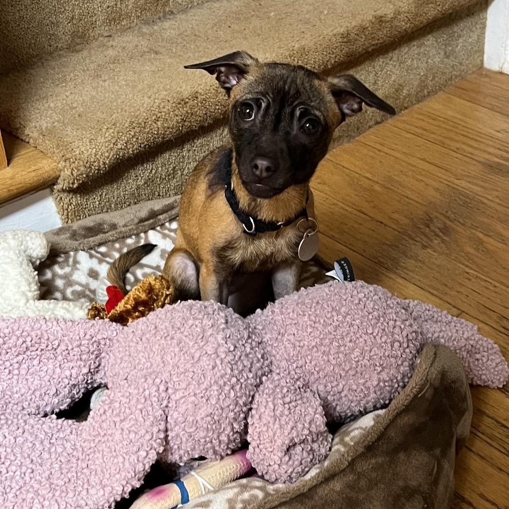 Enlarge Olivia 22344, a Adoptable Mixed Breed in Cumming, GA image 6/6