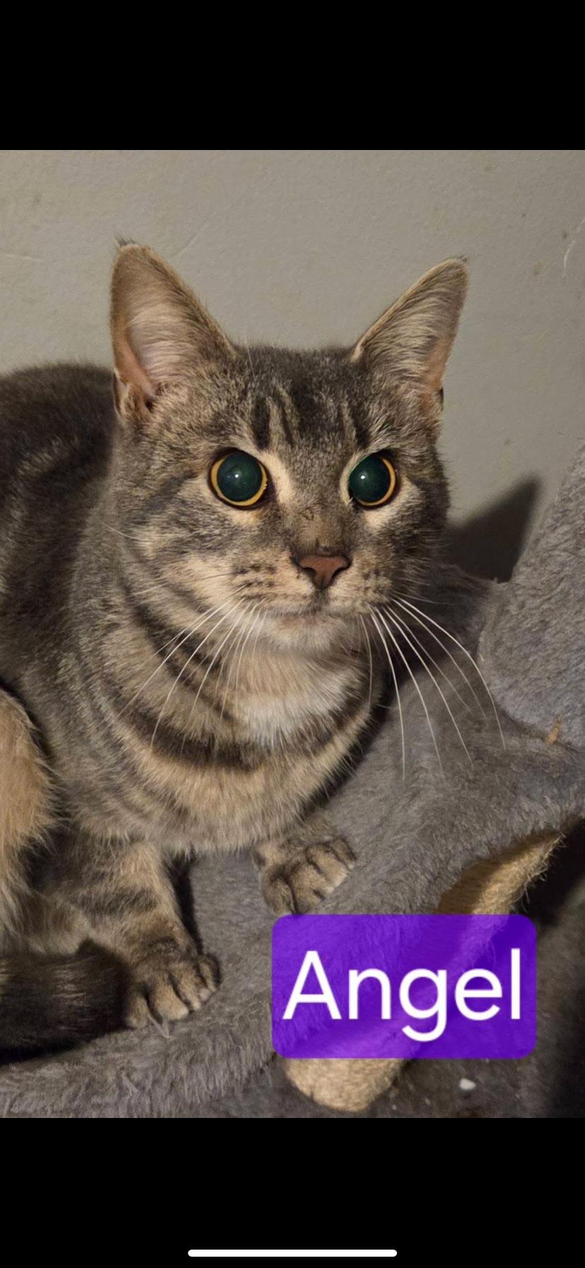 Enlarge Angel, a ADOPTABLE Domestic Short Hair in Greensburg, PA image 1/1
