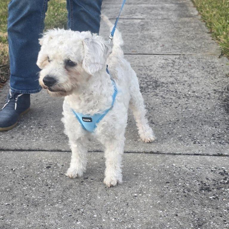 Gordo, Adoptable, Adult Male Poodle & Maltese.