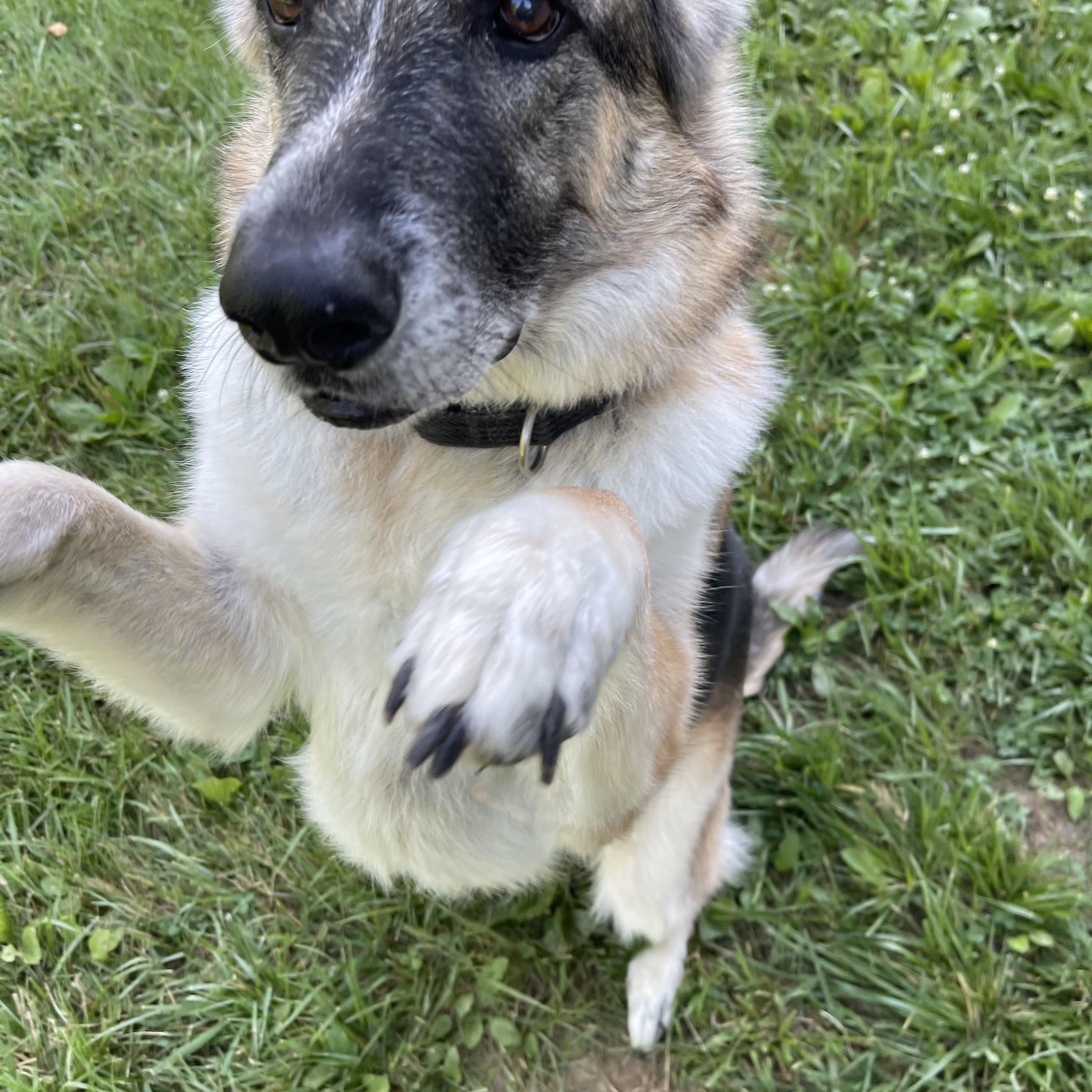 Sadie Sue photo 2