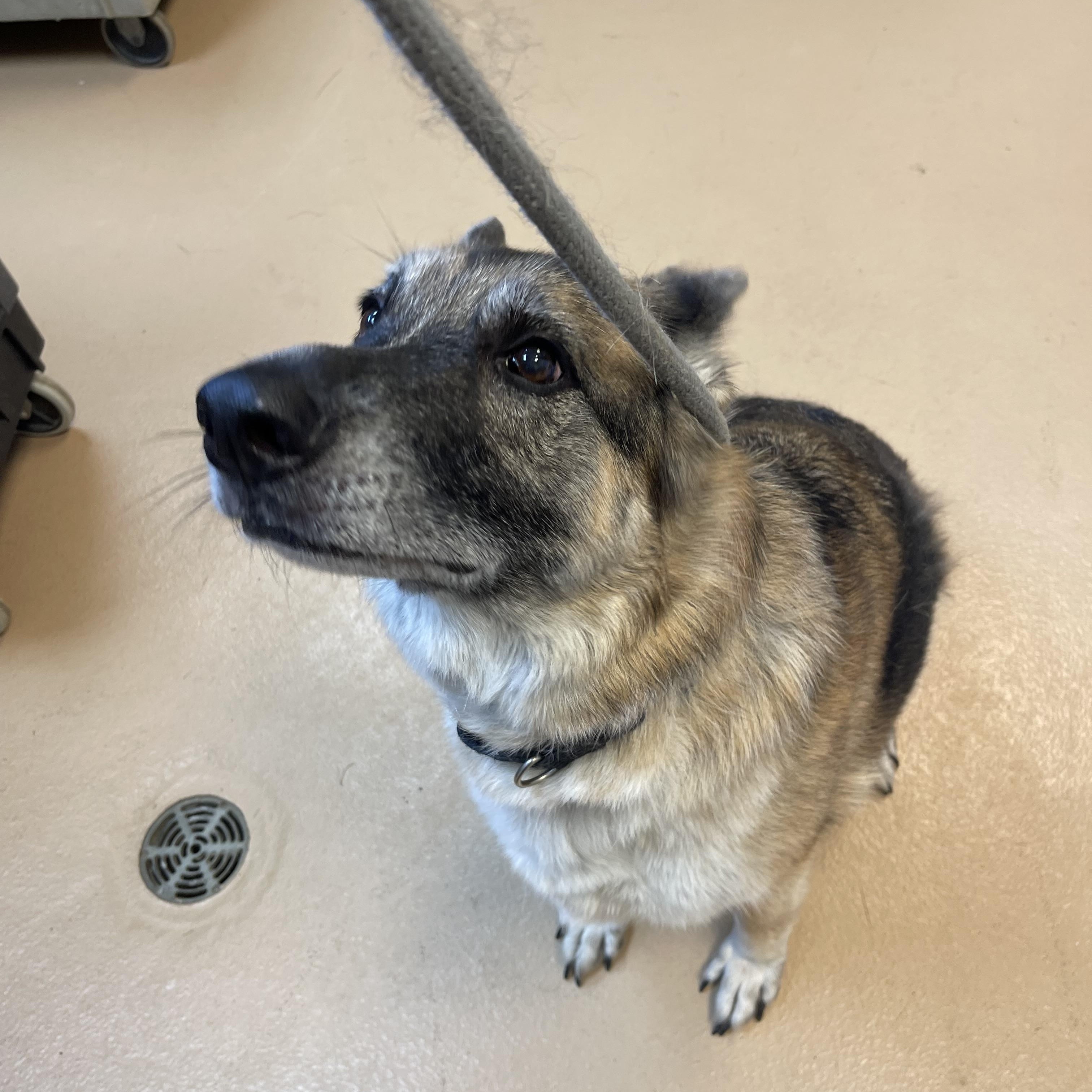 Sadie Sue, Adult Female German Shepherd Dog
