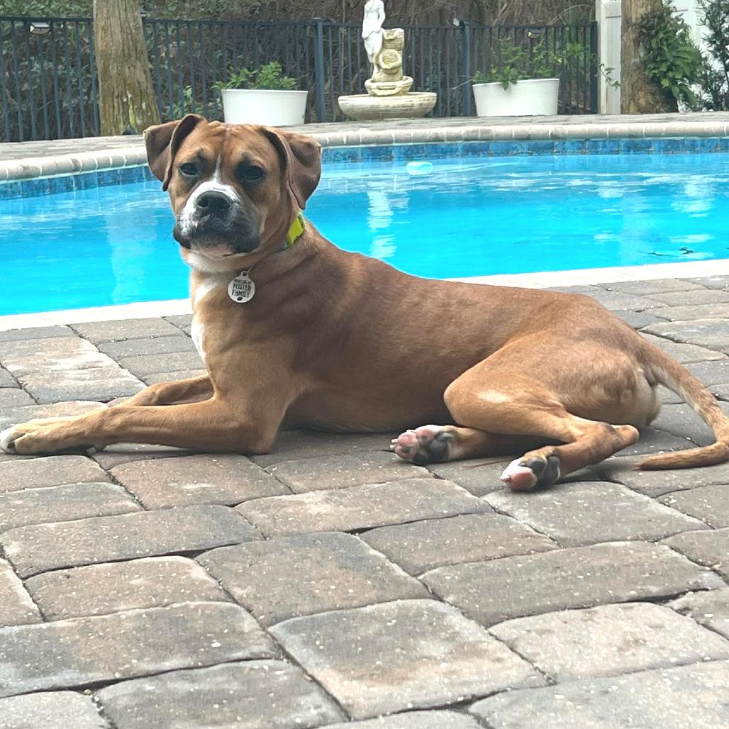 Knox, ADOPTABLE, Puppy Male Boxer.