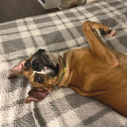 Enlarge Knox, a ADOPTABLE Boxer in Tallahassee, FL image 3/6