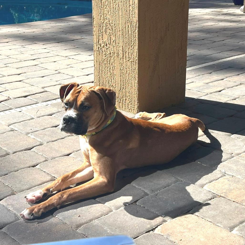 Enlarge Knox, a ADOPTABLE Boxer in Tallahassee, FL image 6/6