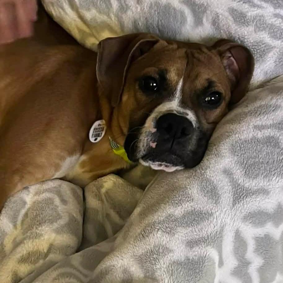 Knox, ADOPTABLE, Puppy Male Boxer.