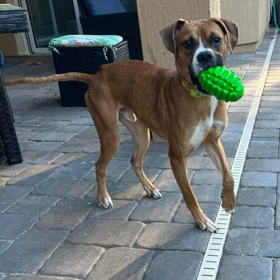 Enlarge Knox, a ADOPTABLE Boxer in Tallahassee, FL image 4/6