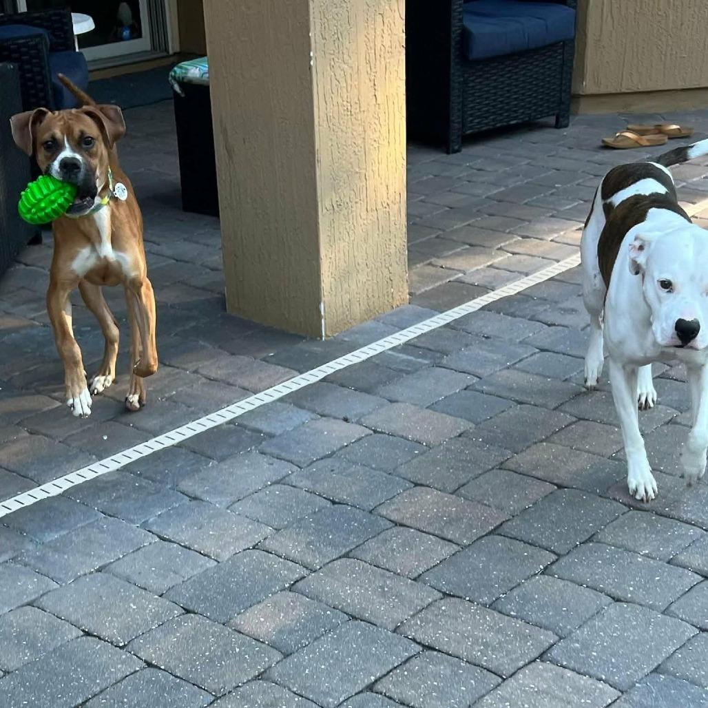 Enlarge Knox, a ADOPTABLE Boxer in Tallahassee, FL image 2/6