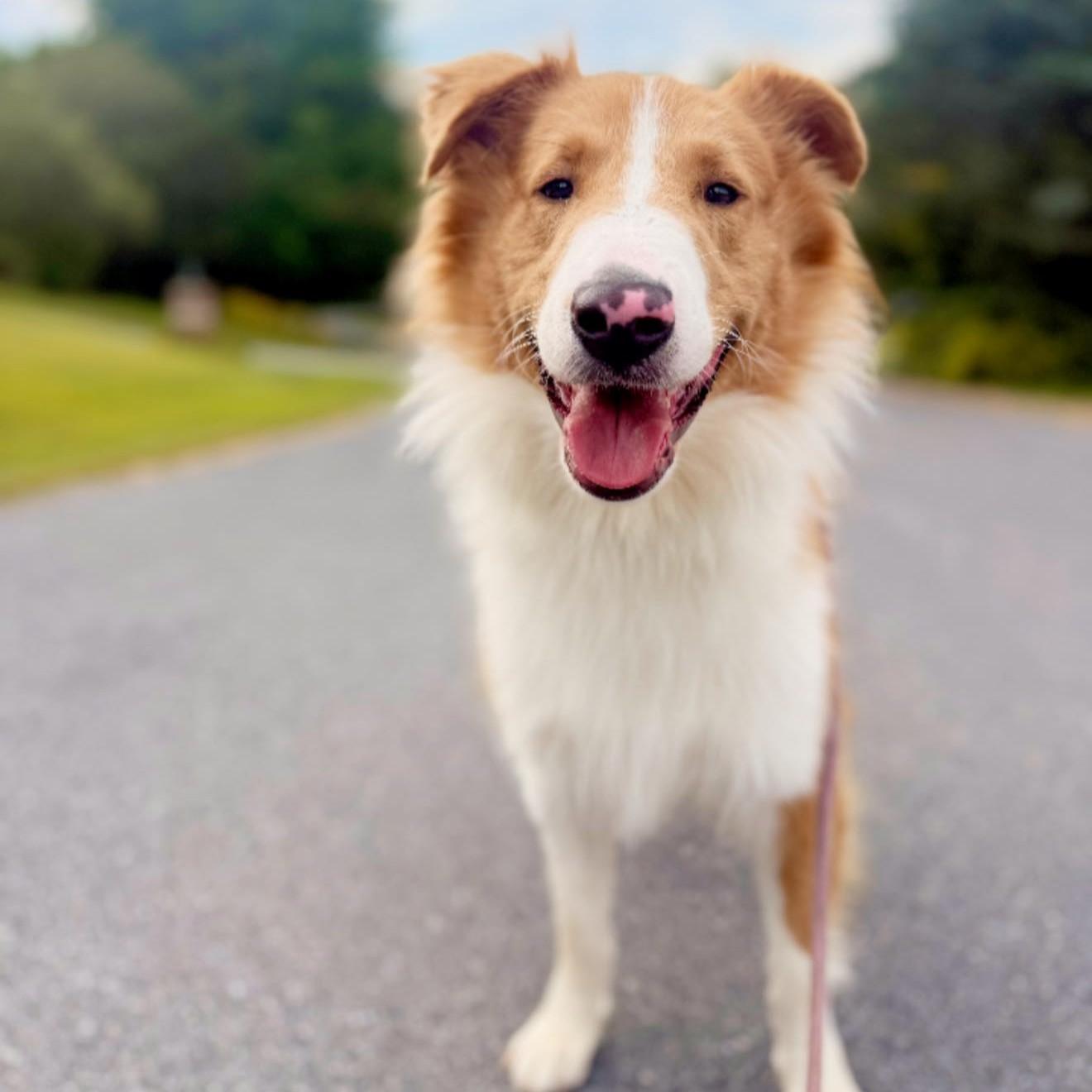 Cosmo