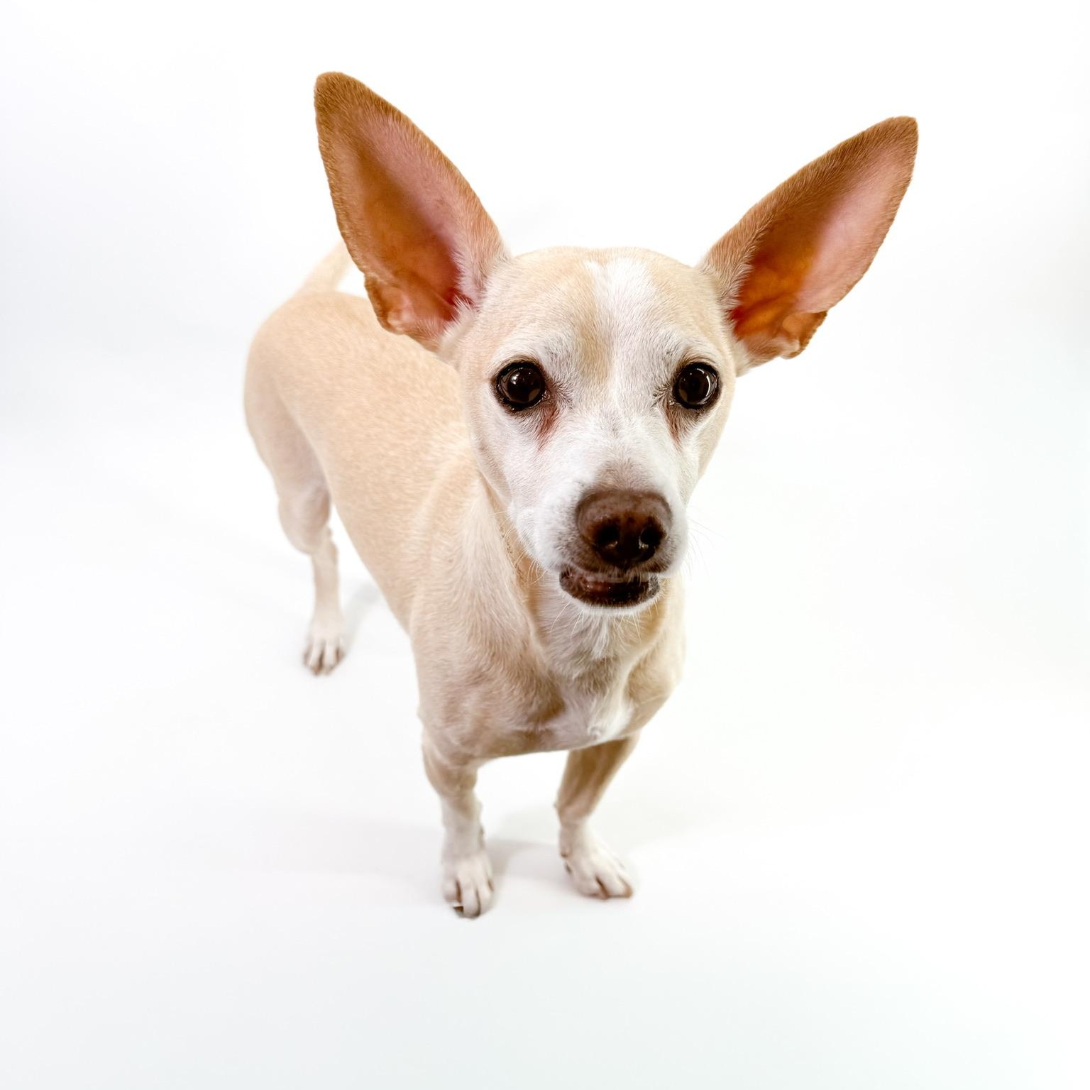 Peter, a ADOPTABLE mixed breed in Scottsdale, AZ image 1/4