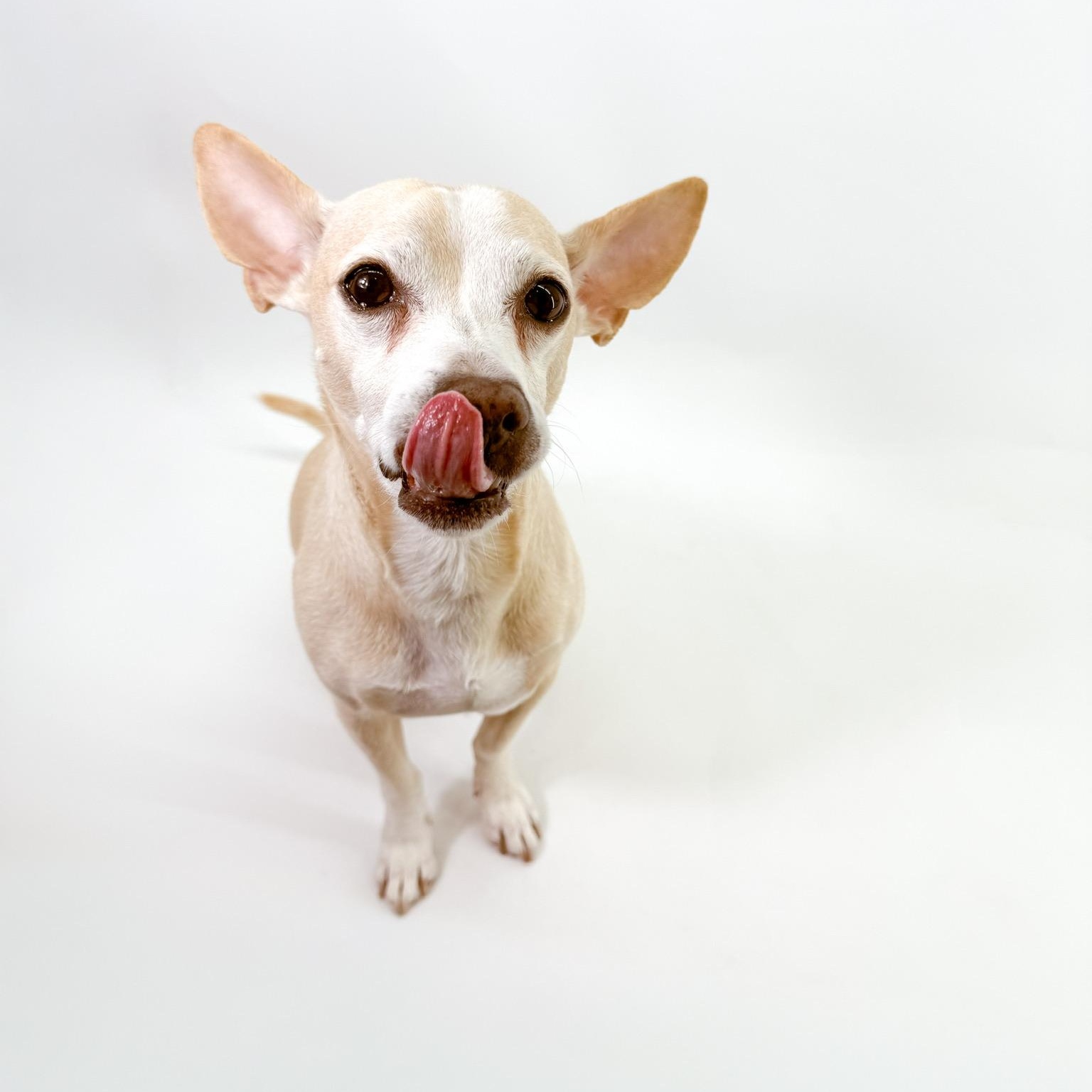 Peter, a ADOPTABLE mixed breed in Scottsdale, AZ image 4/4