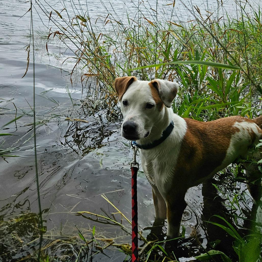Phineas, Adoptable, Adult Male Mixed Breed.