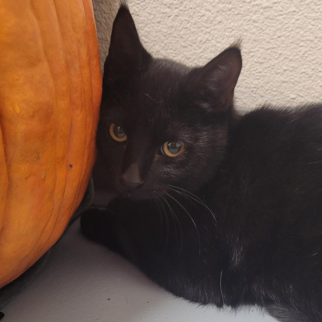 Dinkles (blue collar), Adoptable, Young Male Domestic Short Hair.
