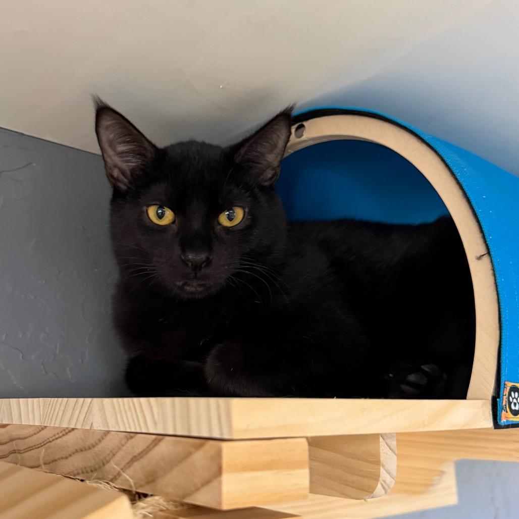 Enlarge Dinkles, a Adoptable Domestic Short Hair in Bismarck, ND image 2/6