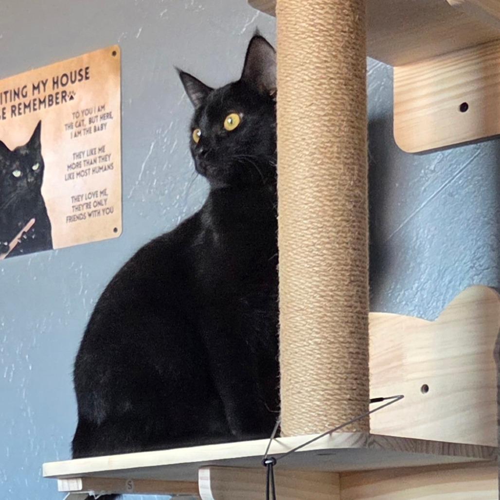 Enlarge Dinkles, a Adoptable Domestic Short Hair in Bismarck, ND image 3/6