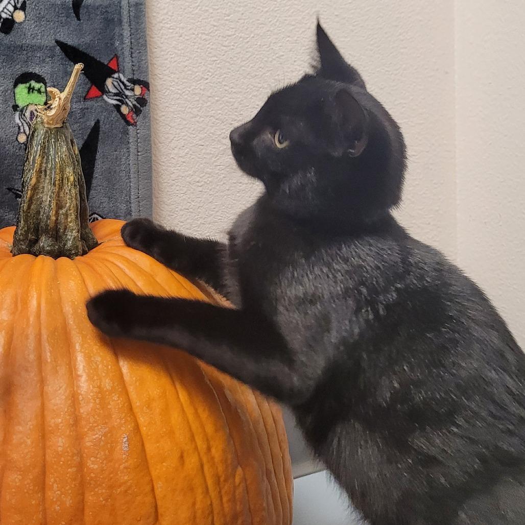 Dinkles (blue collar), a Adoptable Domestic Short Hair in Bismarck, ND image 2/3