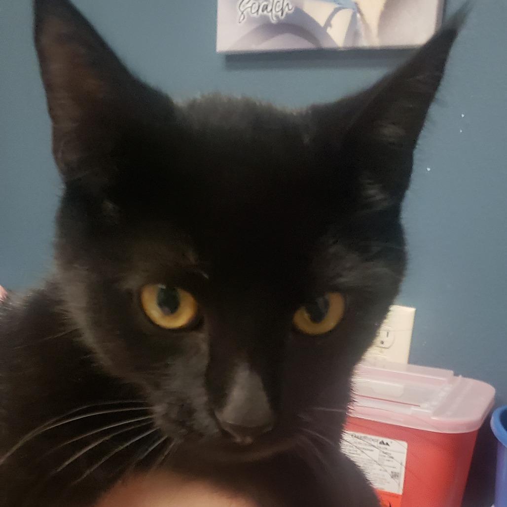 Dinkles (blue collar), a Adoptable Domestic Short Hair in Bismarck, ND image 3/3